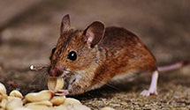 tree-injection-for-pest-control Experts in Old Tappan